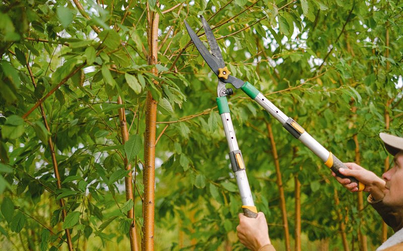 Tree trimming in Mandaree, ND