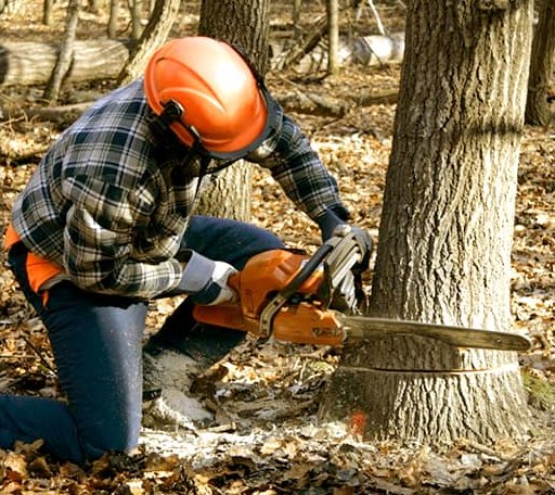 Tree Removal in Mandaree, ND